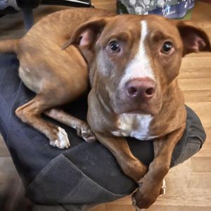 George, Adult Male Mixed Breed