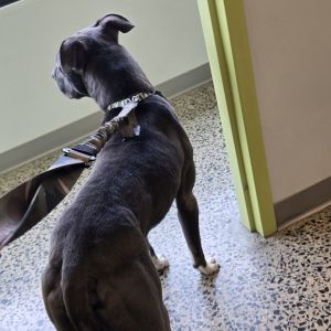 Hendrixx, Adult Male Mixed Breed