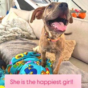 Bella, Young Female Mixed Breed