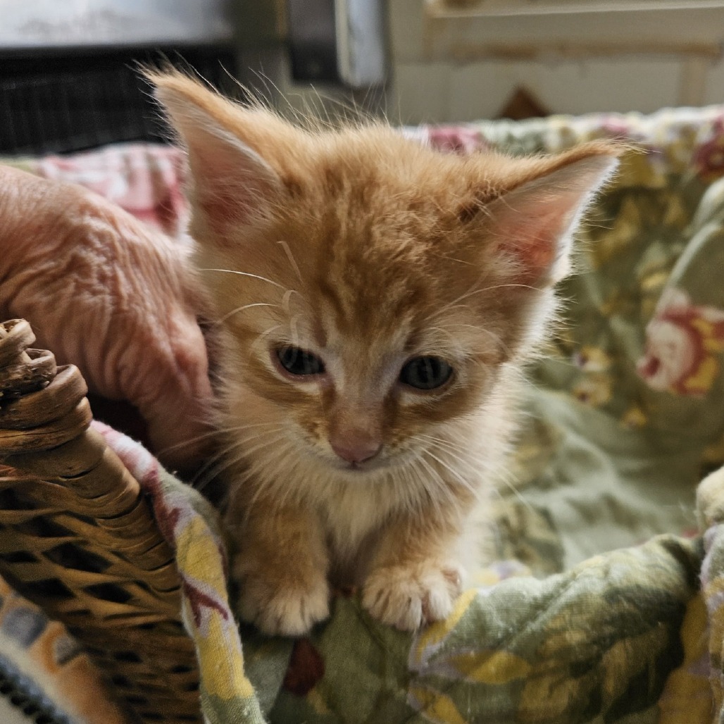 Capt Crunch, an adoptable Domestic Short Hair in Kingman, KS, 67068 | Photo Image 1