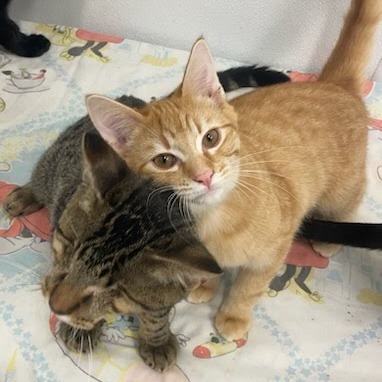 Harmony, an adoptable Domestic Short Hair in Kingman, KS, 67068 | Photo Image 1