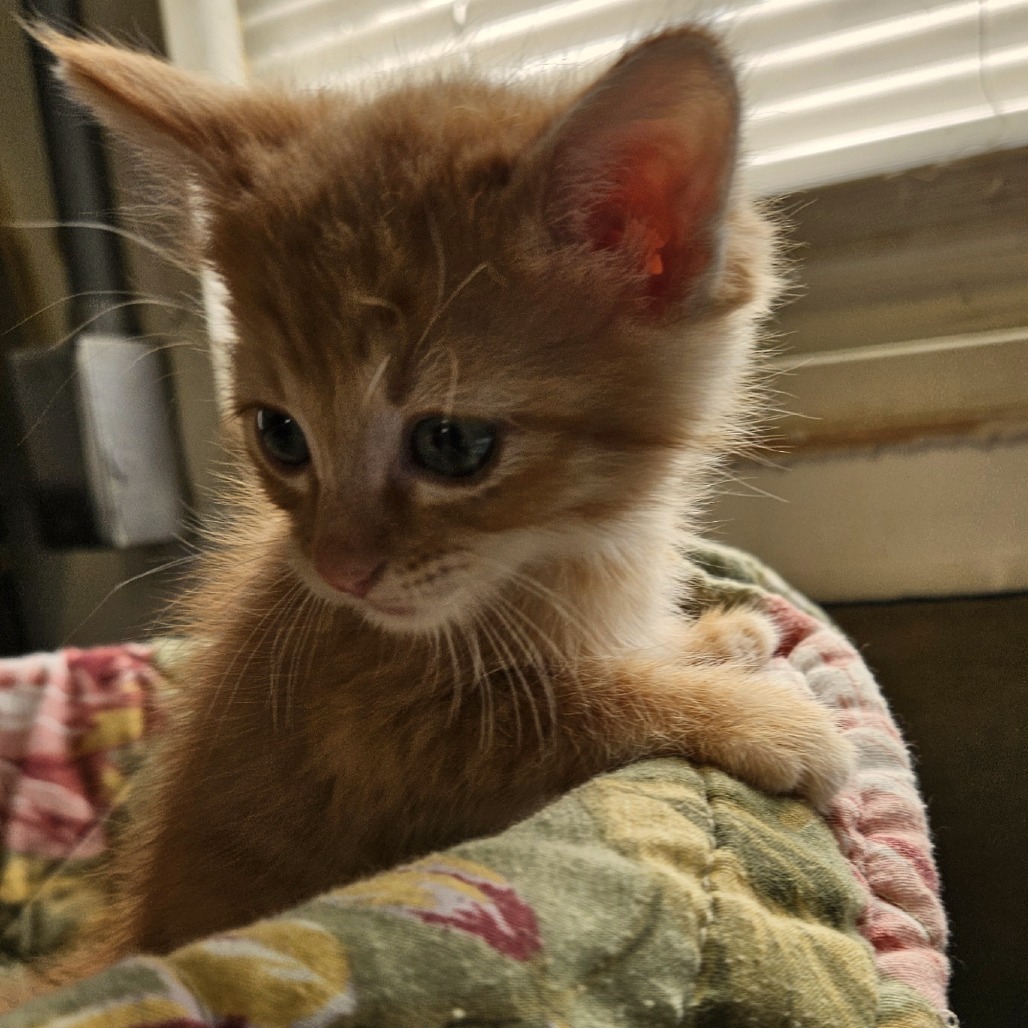 Capt Crunch, an adoptable Domestic Short Hair in Kingman, KS, 67068 | Photo Image 3