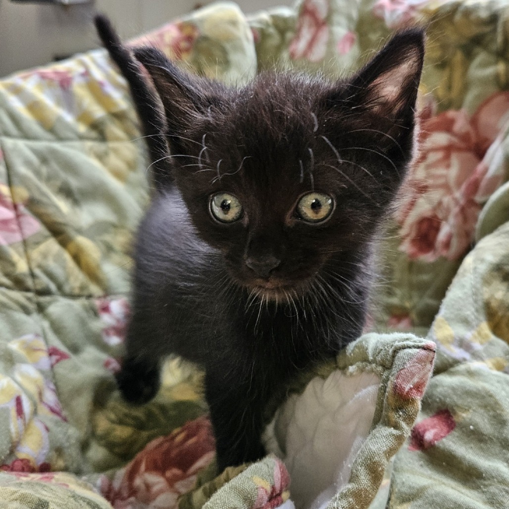 Trix, an adoptable Domestic Short Hair in Kingman, KS, 67068 | Photo Image 1