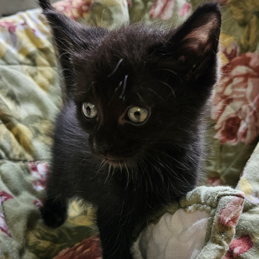 Trix