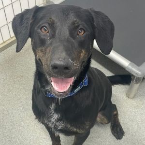 Bo, Young Male Black Labrador Retriever