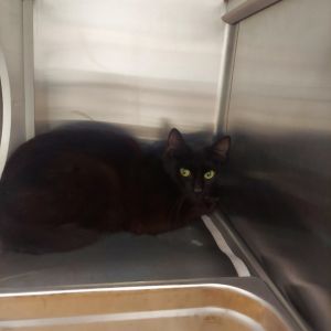 Pepe&#39;s Mom, Adult Female Domestic Short Hair