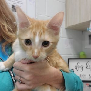 Loch Lomond, Young Male Domestic Short Hair