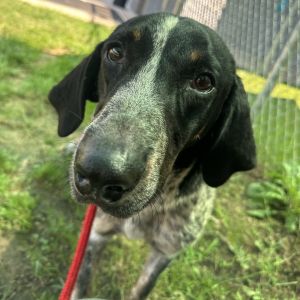 Bristol, Adult Male Bluetick Coonhound