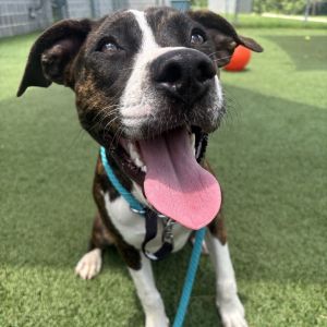 Dooby, Young Female Pit Bull Terrier