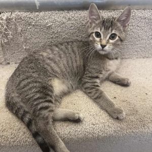 Hip-Hop, Baby Female Domestic Short Hair