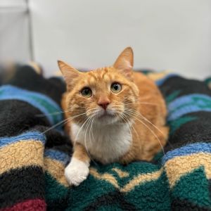 Heathcliff, Adult Male Domestic Short Hair