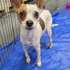 Martin RR CA, Young Male Chihuahua