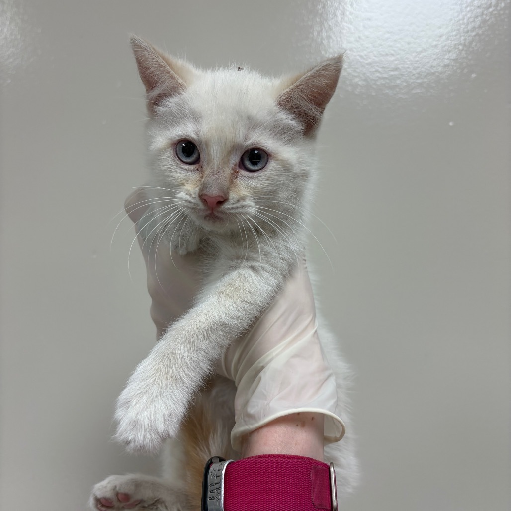 Acey, an adoptable Domestic Medium Hair in Reno, NV, 89502 | Photo Image 1