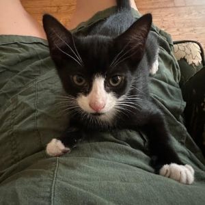 Jalapeno popper, Baby Female Domestic Medium Hair