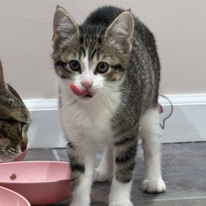 Honey Bear, Baby Female Domestic Short Hair