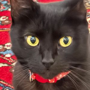 Sabrina (aka Momma) Domestic Short Hair Cat