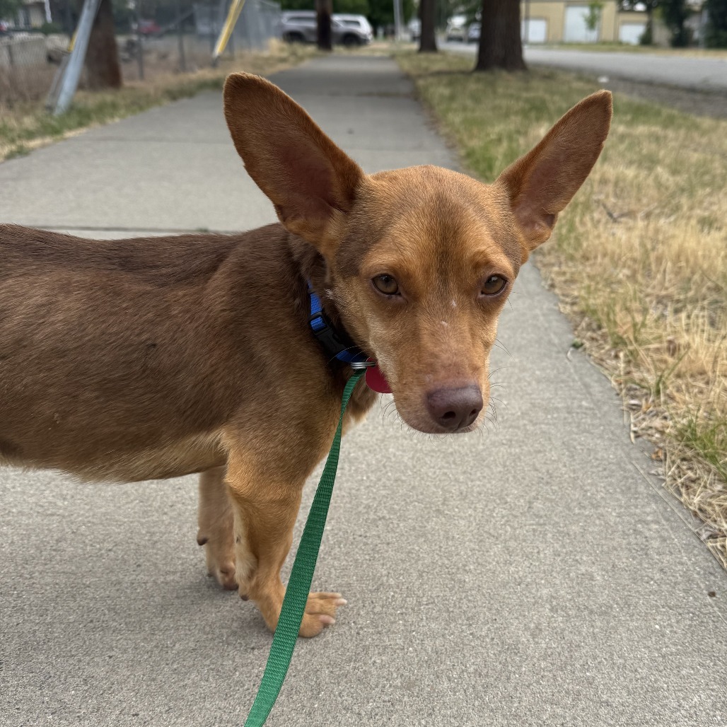 Roo