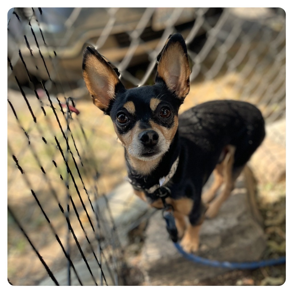 Frankie