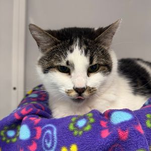 Blanca, Senior Female Domestic Short Hair