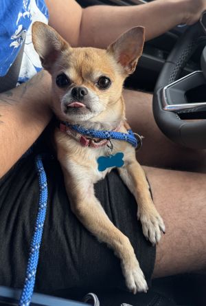 PB Chihuahua Dog