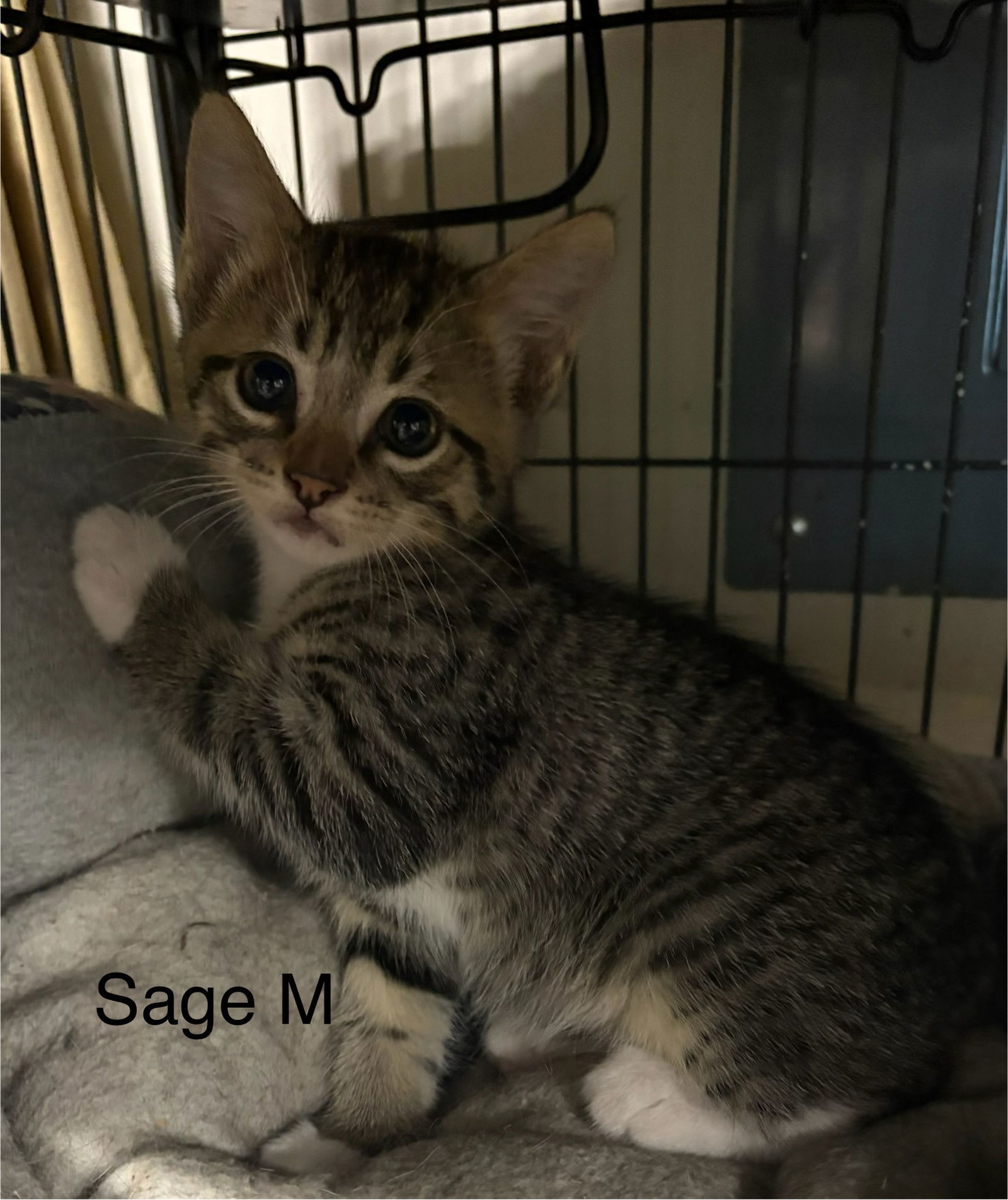 Sage