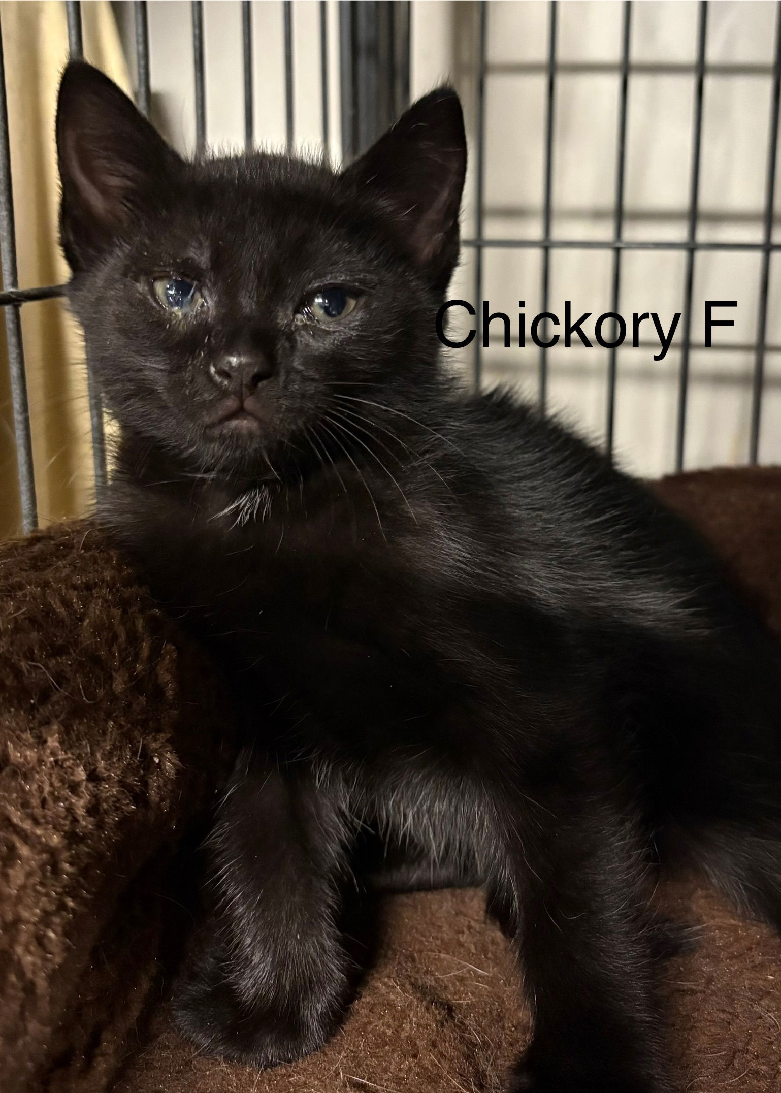 Chickory