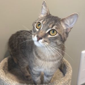 Domi, Adult Male Domestic Short Hair