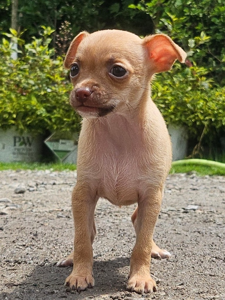 Deacon