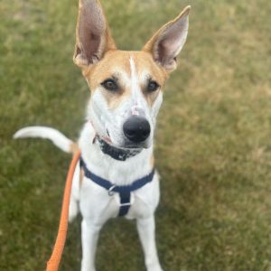 Ziggy Mixed Breed Dog