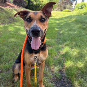 Koda Bear Mixed Breed Dog