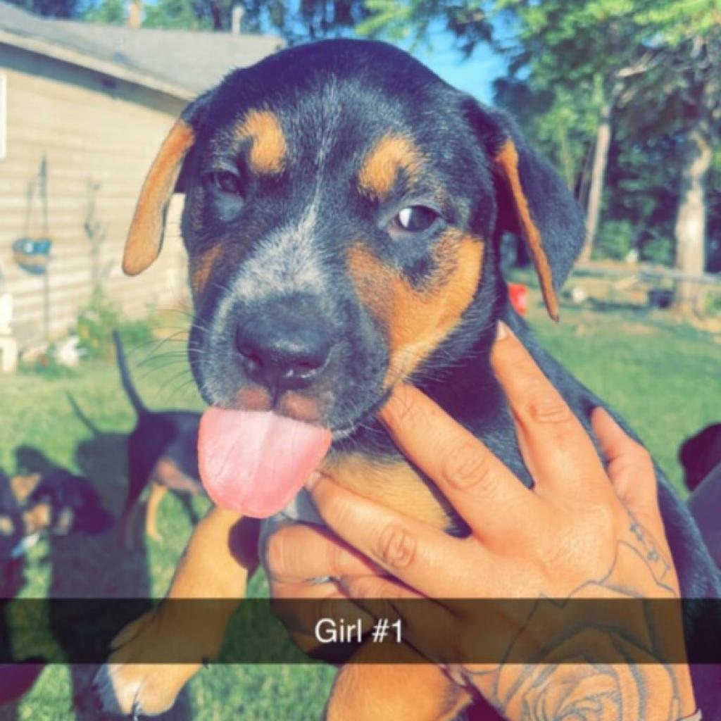 Koda Bear