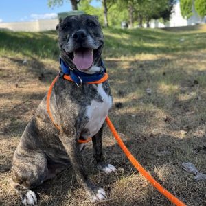 Oatie Mixed Breed Dog