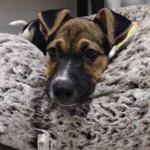 Buckwheat, Baby Female Cattle Dog