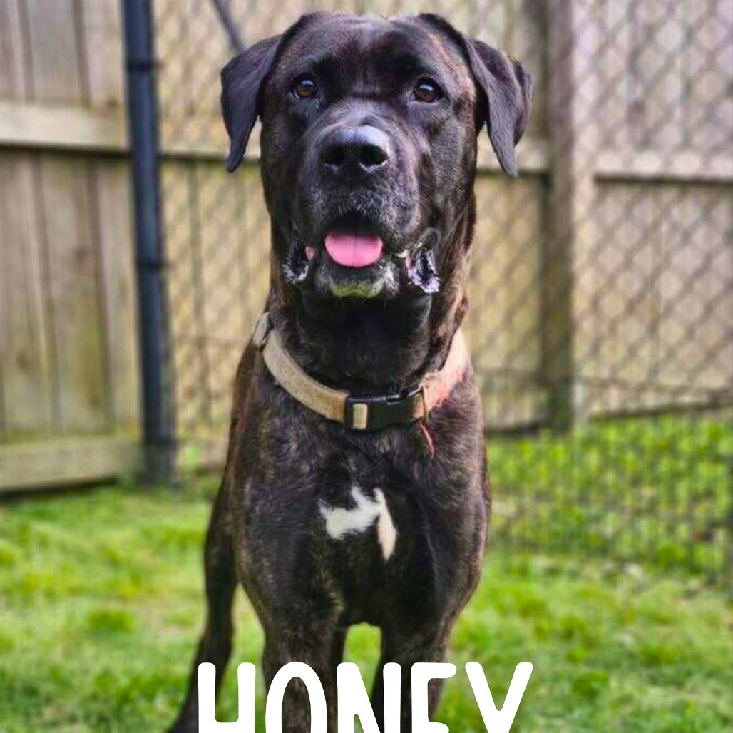 Honey