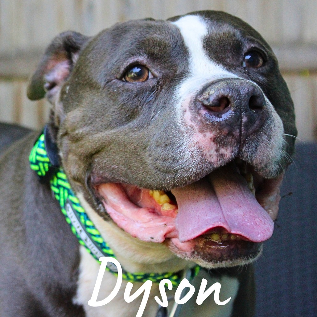 Dyson