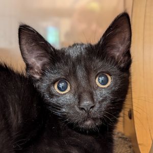 Paladin, Baby Female Domestic Short Hair
