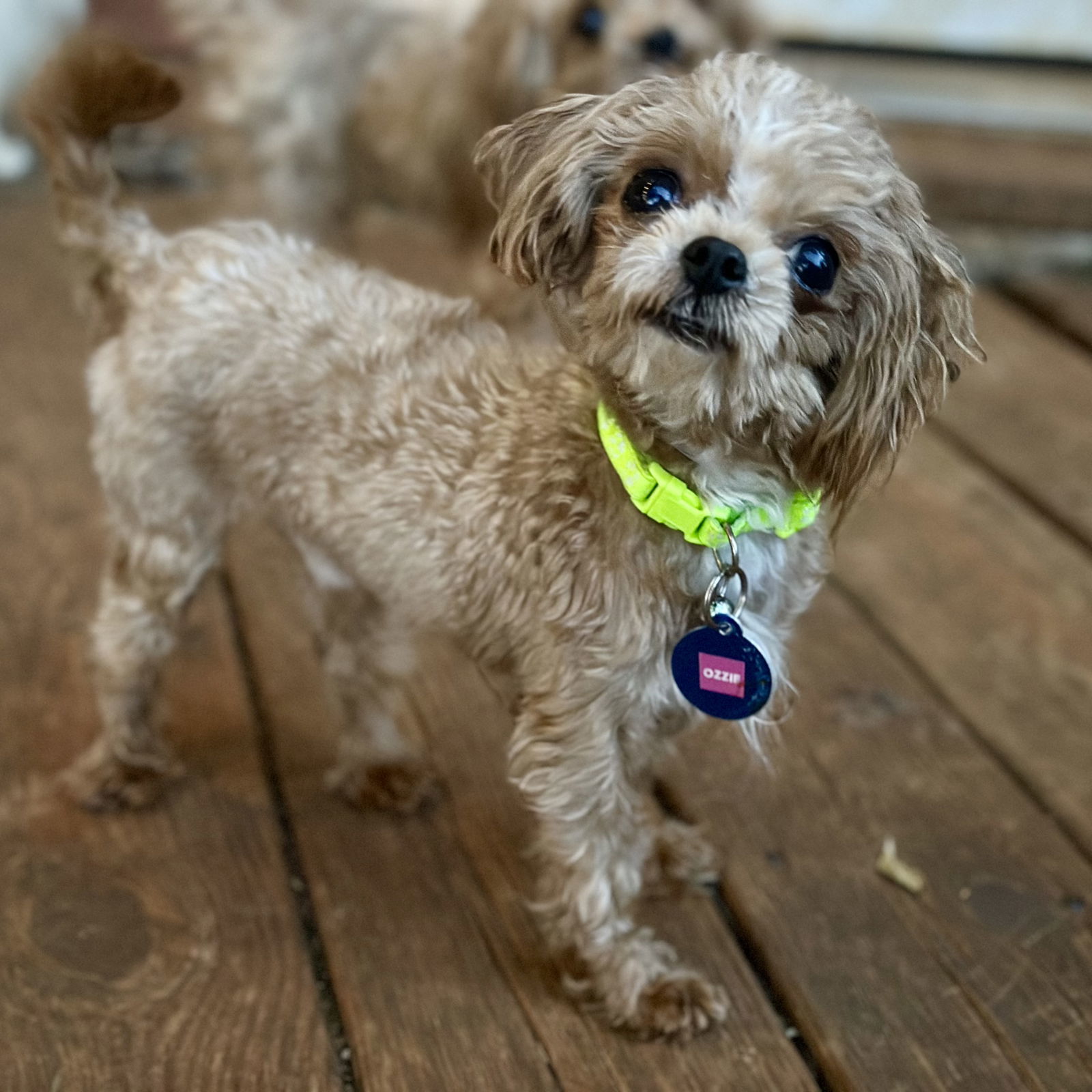 Ozzie