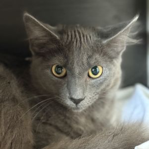 Myrina, Young Female unknown