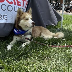 Roscoe
