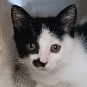 Dont let the name fool you Vito might be called The Animal but hes all heart and head bumps A
