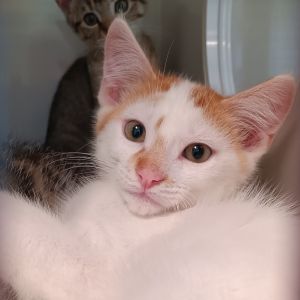 Deco, Baby Male Domestic Short Hair