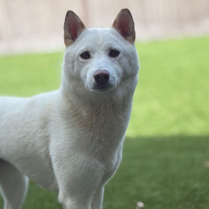 Sasha 1318