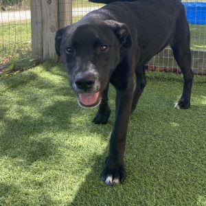 Paypay 8840, Young Female Labrador Retriever