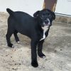 Paypay 8840 photo 2