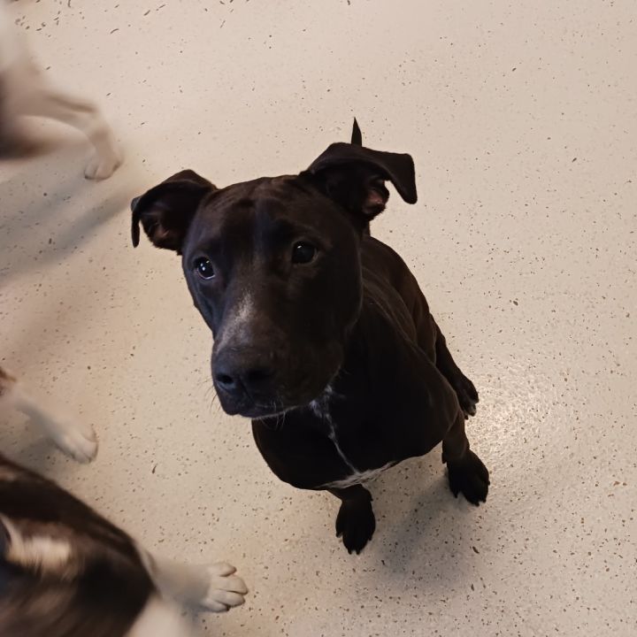 Licka AKA Milo 3