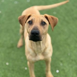 Cowgirl 0732, Young Female Mixed Breed