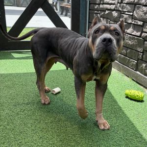 Honey 5196, Adult Female Mixed Breed