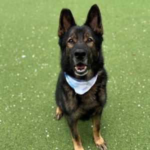 Razor 6034, Senior Male German Shepherd Dog