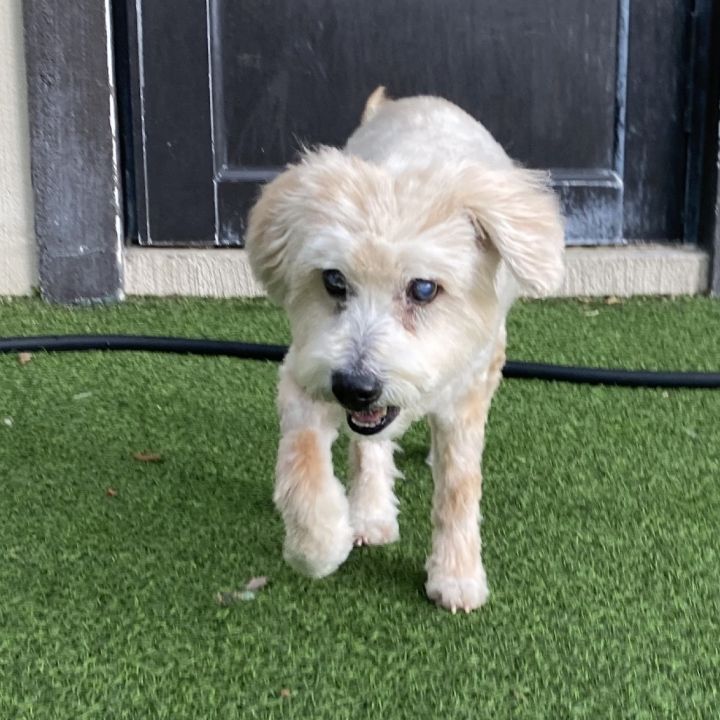 Gertie 0515 1
