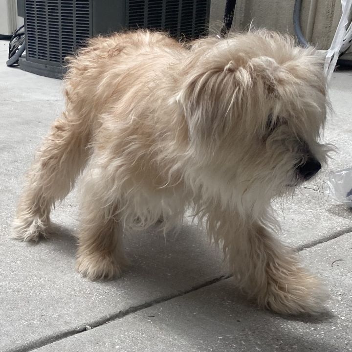 Gertie 0515 2